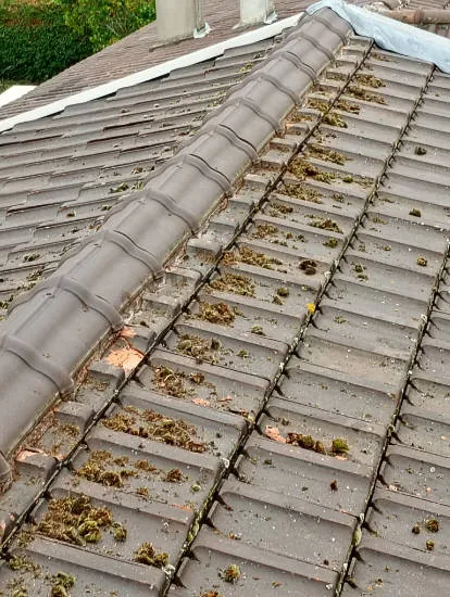 Toiture couverte de mousse avant nettoyage professionnel dans l'Essonne