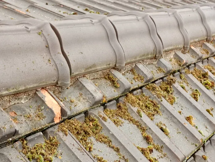 Gros plan sur un faîtage couvert de mousse avant traitement par Top Renov Toiture